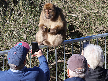 People take picture of Barbary Macaques