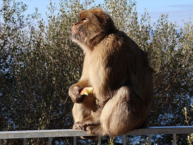 Barbary Macaques sits in sun