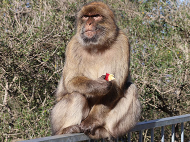 Barbary Macaques sits holding an eaten apple