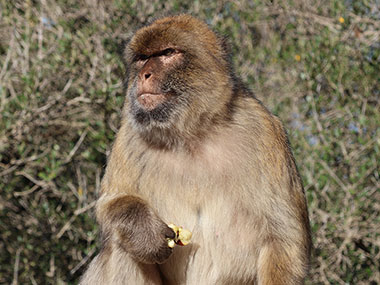 Barbary Macaques rests while eating an apple