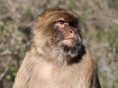 Barbary Macaques sits quietly