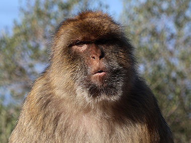 Barbary Macaques looks straight ahead