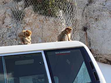 Two Barbary Macaques sit on top of bus