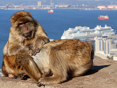Two Barbary Macaques sit together