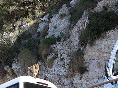 Barbary Macaques on back of bus