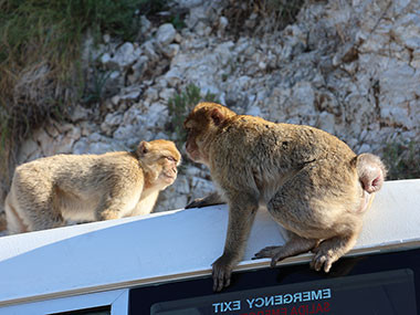Two young Barbary Macaques play on bus