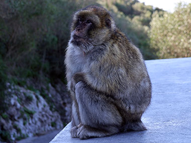 Barbary Macaques sits alone