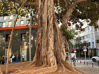 Large tree with exposed roots in  Tenerife