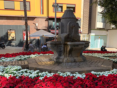 Fountain with poinsettias planted in front