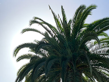 Palm tree