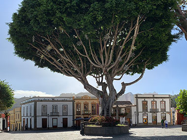 Large tree in town center