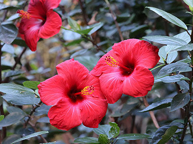 Three red flowers