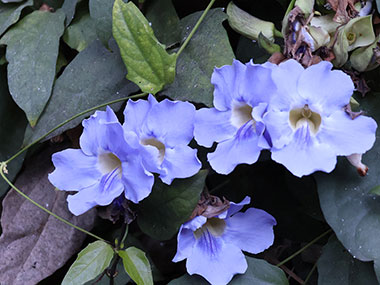 Five blue flowers