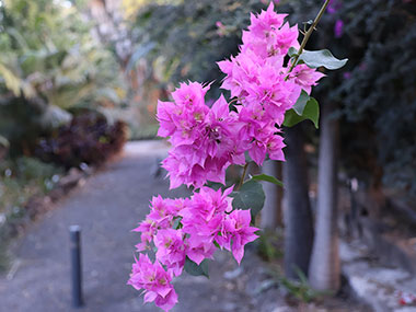 Group of pink flowers