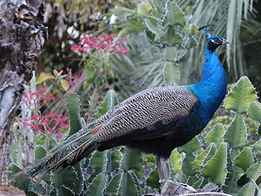 Full profile of a peacock