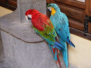 Two parrots