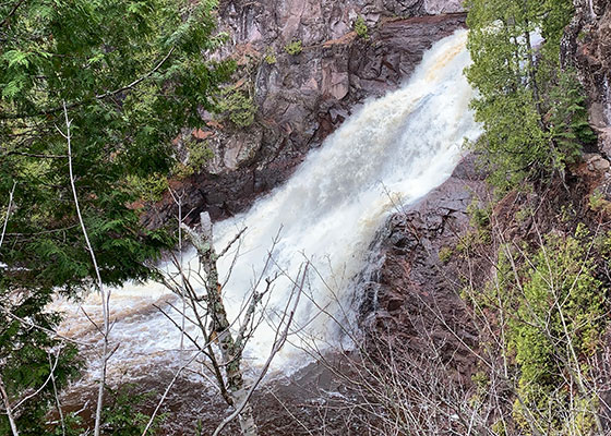 Tree in front of waterfall