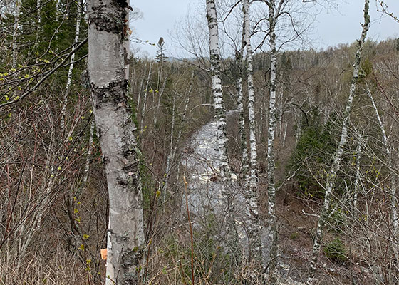 River beyond white tree