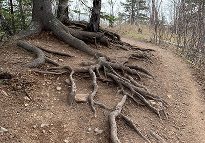 Tree roots over path
