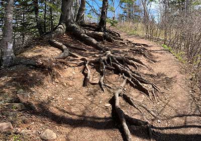 Roots of tree along path