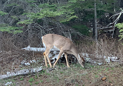  Deer at Cascade River State Park