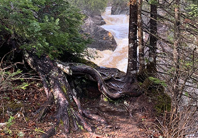 Roots of trees with river beyond