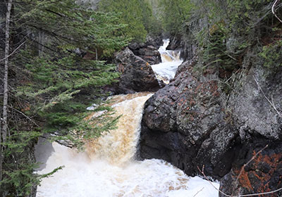 White rapids of river beyond evergreen tree