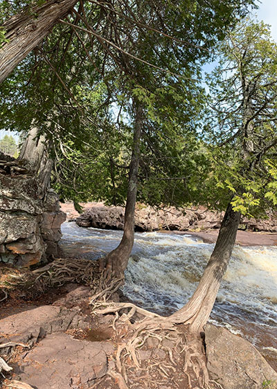 Trees with roots exposed in front of river