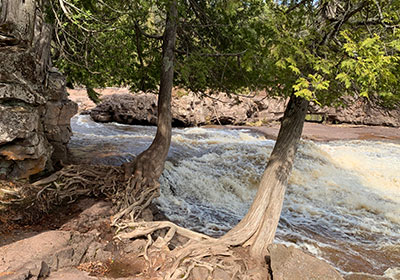 waterfall behind trees with exposed roots