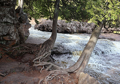 Tree roots along river