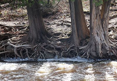 Tree roots going into river