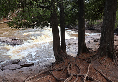 Four trees in front of waterfall