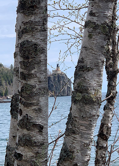 Trees with white bark with the lighthouse in the distance at Split Rock State Park