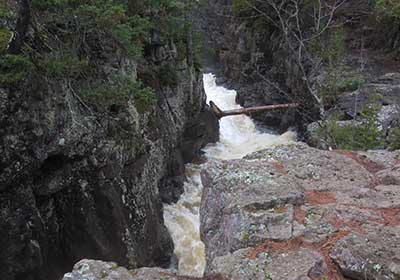 Fallen tree over river