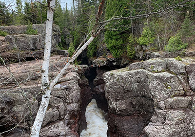 White Tree grows near river