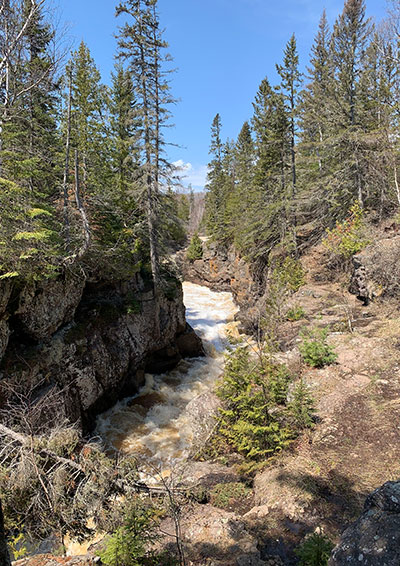 Tall trees along bank of river