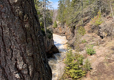 Temperance River flows behind a tree