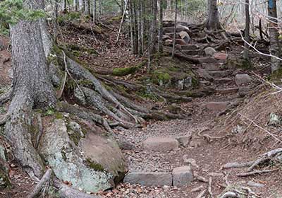 Path through forest with tree roots exposed