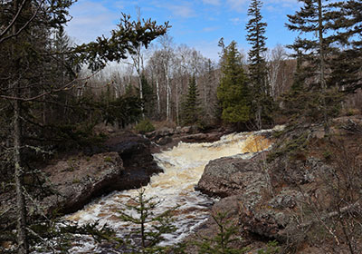 River flows in forest