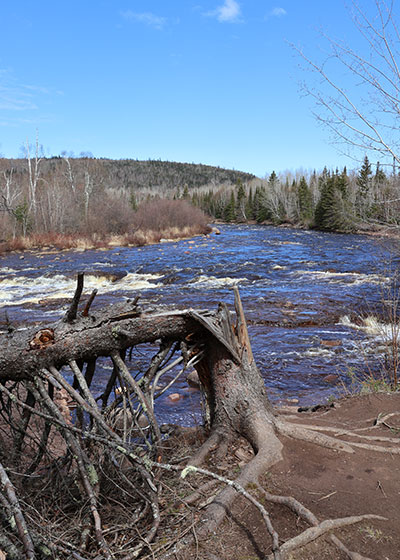 Tree knocked over at river head.