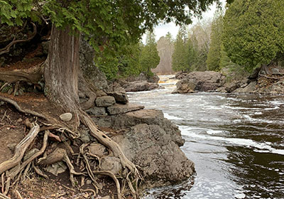 Tree along river