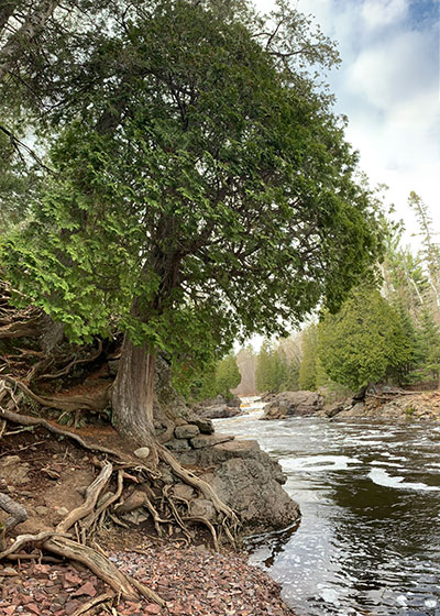 Tree with exposed root system next to river