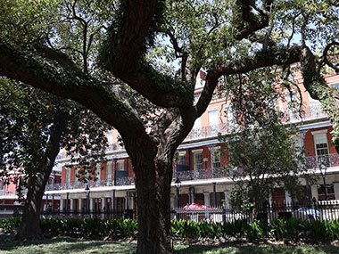 Large tree in Jackson Square