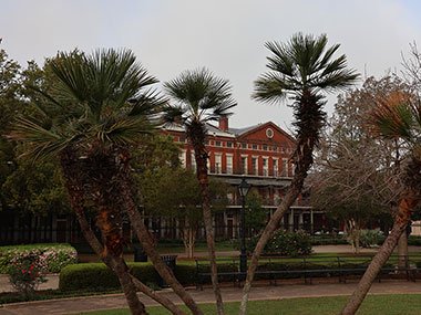 Trees in Jackson Square