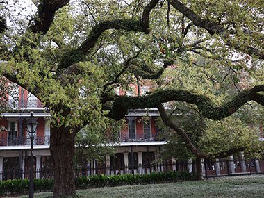Large tree in Jackson Square