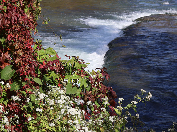 flowers with Niagara River flowing behind