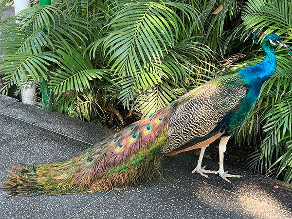 bird on sidewalk